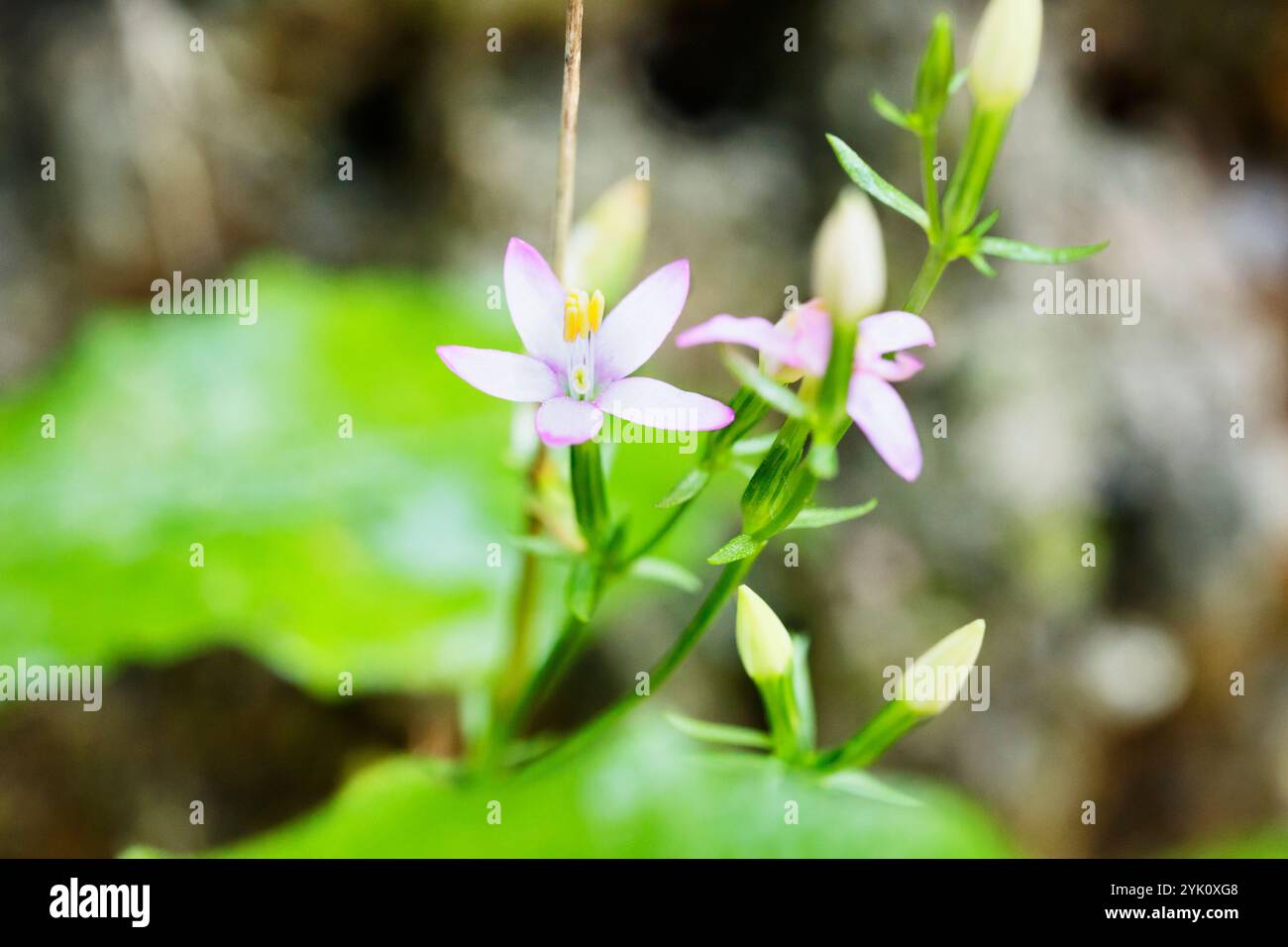 Belle fleur de centaurium erythraea également connue sous le nom de centaury commun répandue en Europe , pétales roses avec anthères jaunes utilisés pour préparer TI Banque D'Images