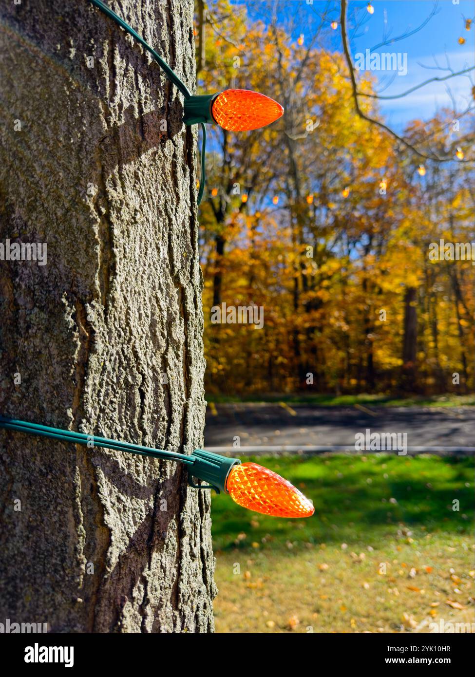 Une paire de lumières de Noël orange enfilées sur un tronc d'arbre dans un parc de l'Ohio à la fin de l'automne Banque D'Images