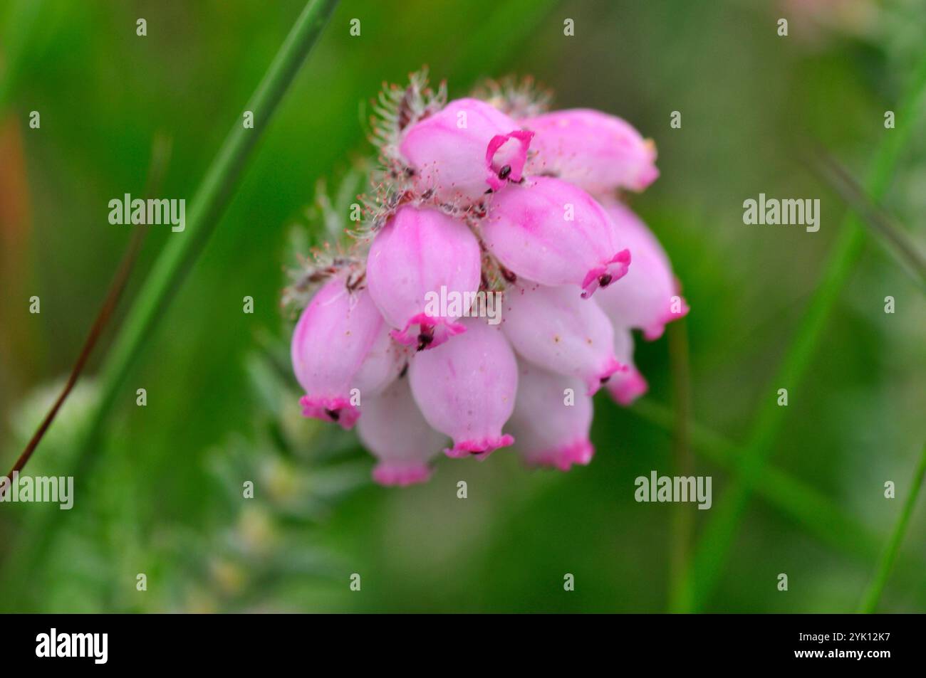Gros plan de la fleur rose d'une cloche de bruyère 'erica cinerea' prise sur le sommet de la falaise près de Lands End en Cornouailles. ROYAUME-UNI Banque D'Images