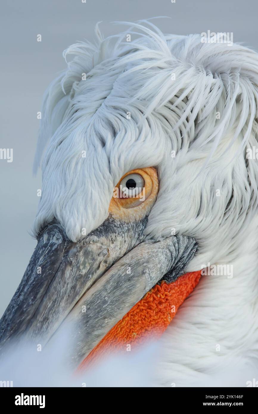 Gros plan de la tête d'un Pelican dalmatien adulte Banque D'Images