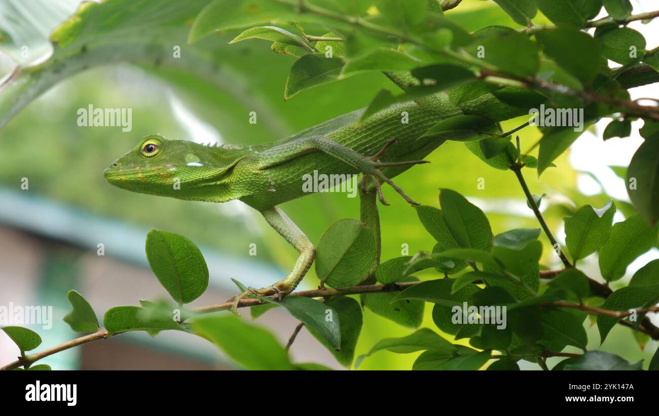 Ce caméléon vert affiche des compétences de camouflage extraordinaires parmi les feuilles. Avec son corps flexible et sa couleur assortie, il peut facilement éviter le prédateur Banque D'Images