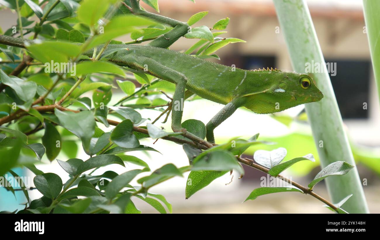 Gros plan le caméléon vert semble se fondre dans les feuilles environnantes. Ses yeux pointus regardent chaque mouvement autour, mettant en valeur ses compétences de camouflage Banque D'Images