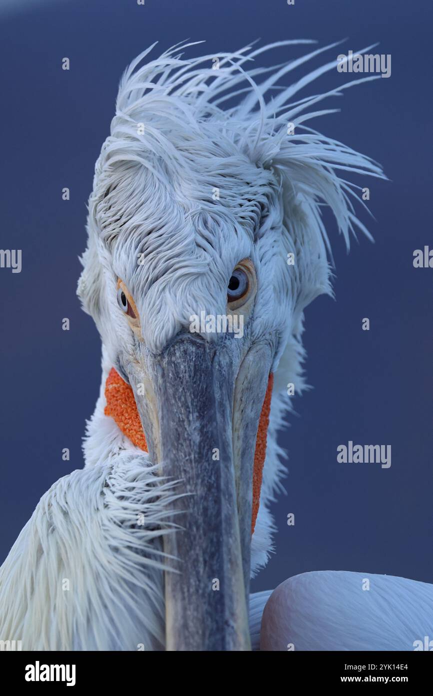 Portrait d'un pélican dalmatien vue frontale, le vent souffle les plumes de la tête vers la droite Banque D'Images