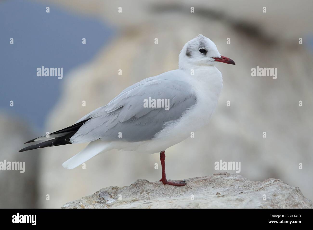 Mouette adulte à tête noire en plumage d'hiver perché sur un rocher au lac Kerkini en Grèce Banque D'Images