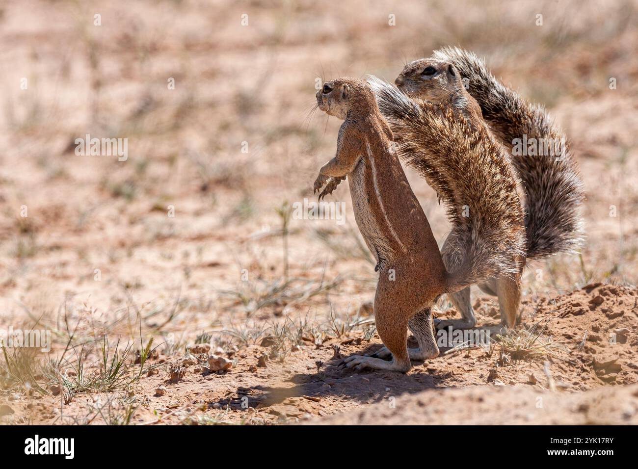 Afrique du Sud, Botswana, Kgalagadi Transfrontier Park, Cape Ground Squirrel, South African Ground Squirrel (Geosciurus inauris, Xerus inauris) Banque D'Images