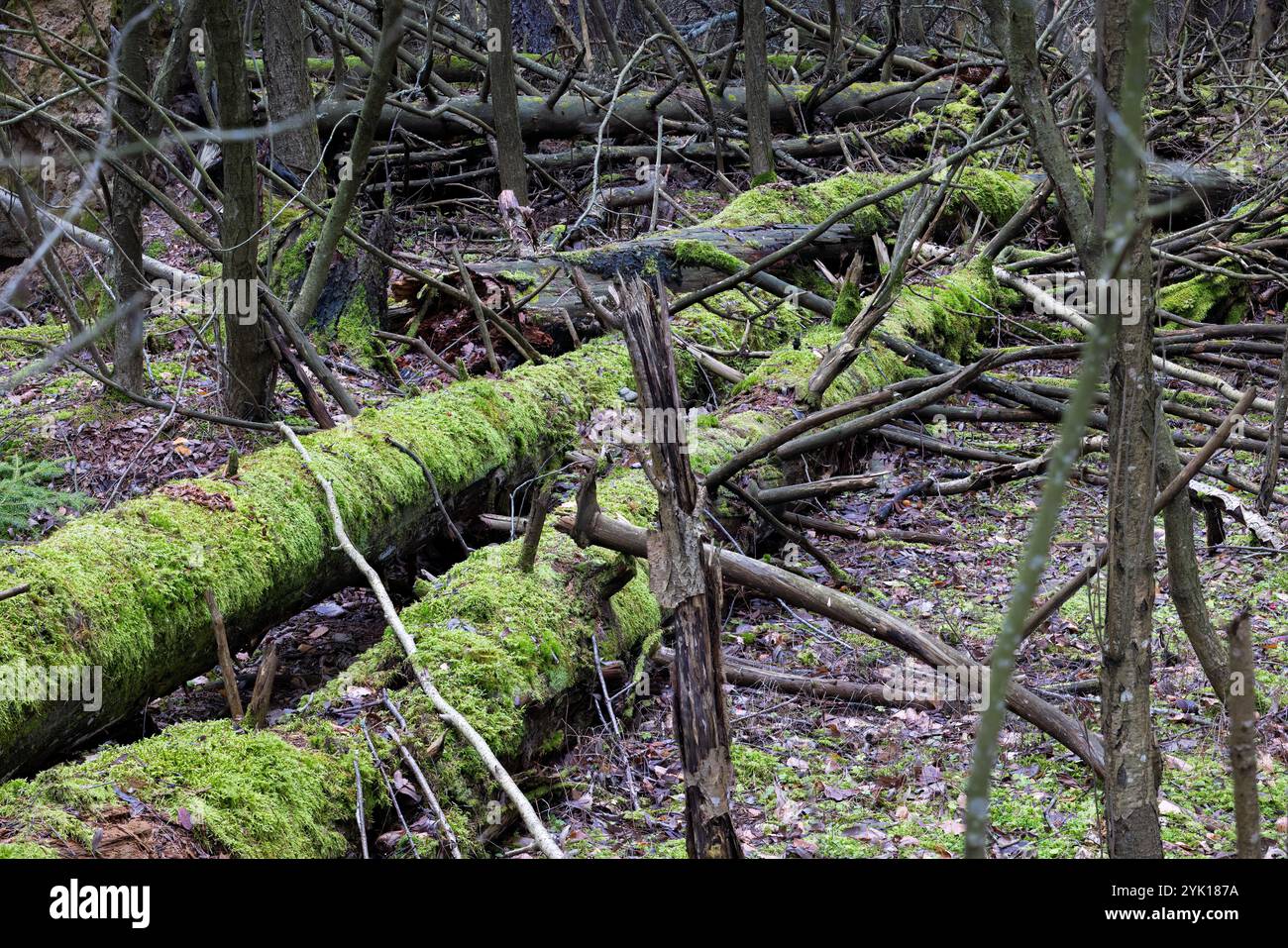 La mousse couvrait des arbres tombés Banque D'Images