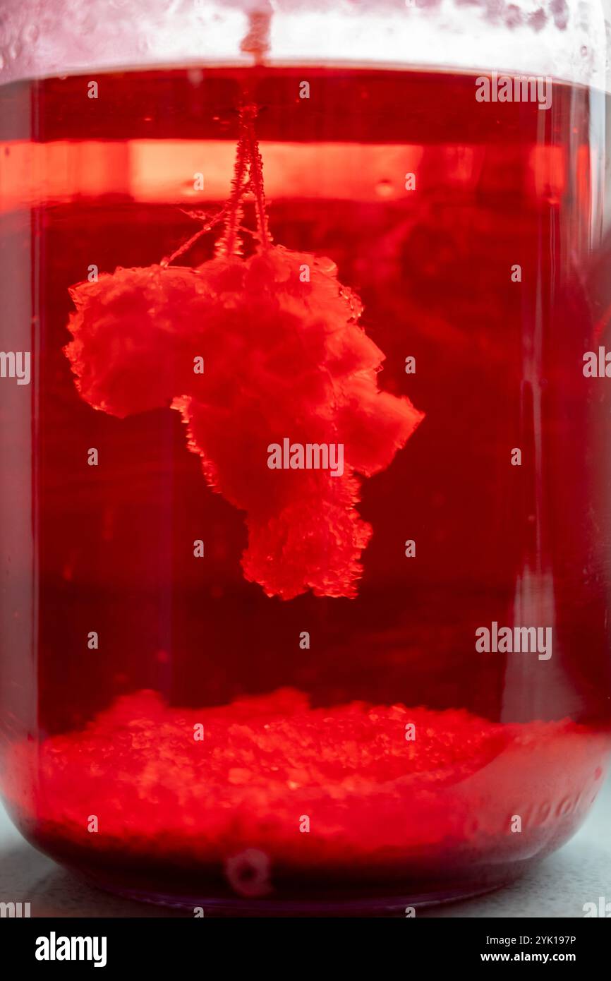 un devoir de cours de chimie à l'école - faire pousser des cristaux de sel ou de chlorure de sodium dans un bocal Banque D'Images