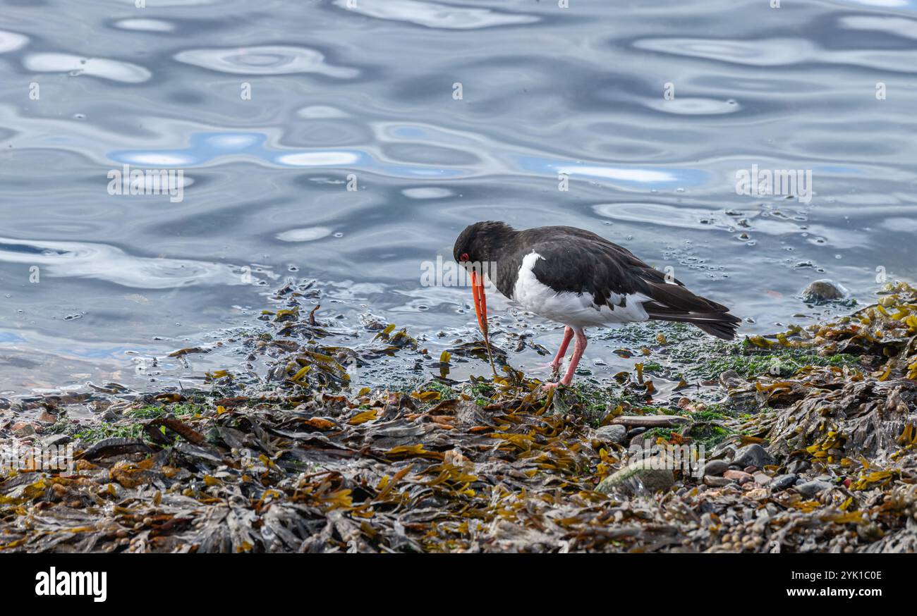 Oyster Catcher tirant un ver des algues sur la rive du Firth of Forth, Fife, Écosse Banque D'Images