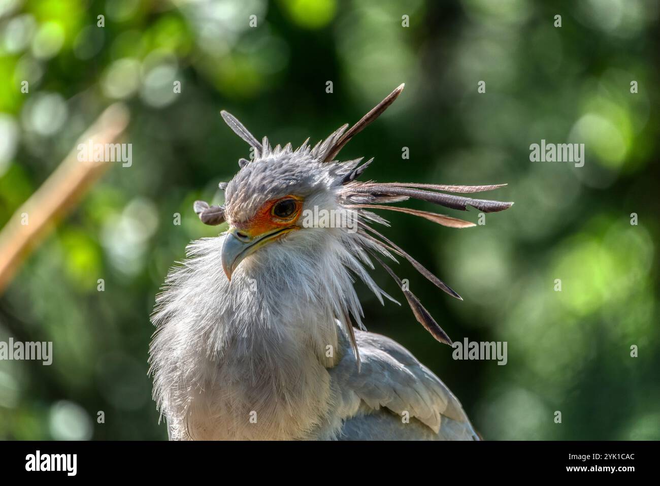 Grand secrétaire Bird en Afrique, vidéo verticale pour les médias sociaux, Instagram Reels et TikTok du secrétaire Bird Perching Banque D'Images