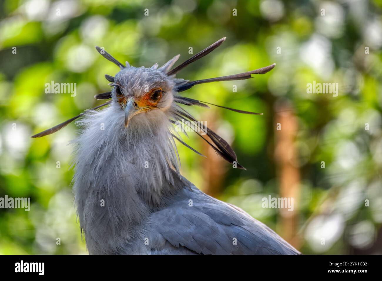 Grand secrétaire Bird en Afrique, vidéo verticale pour les médias sociaux, Instagram Reels et TikTok du secrétaire Bird Perching Banque D'Images