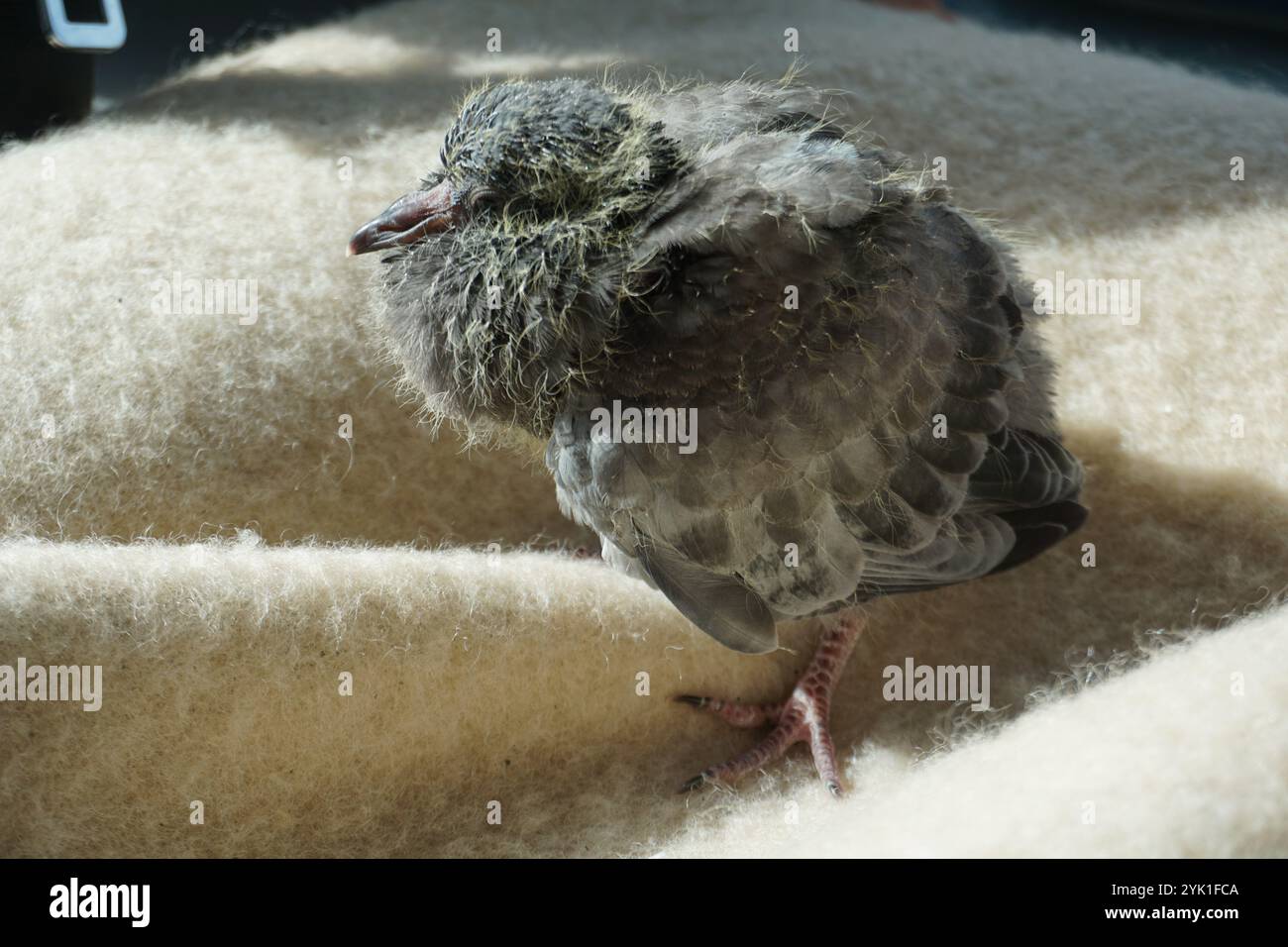 gros plan sur un bébé pigeon perdu sur une couverture Banque D'Images