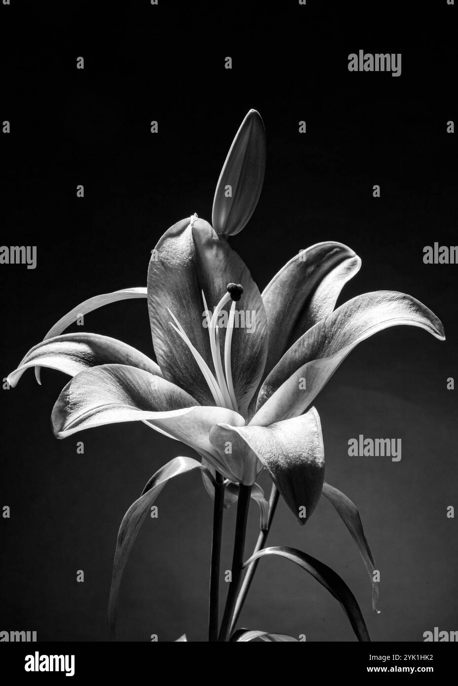 Belle fleur de lilium. Mauve et une petite couleur rose et blanche. Banque D'Images