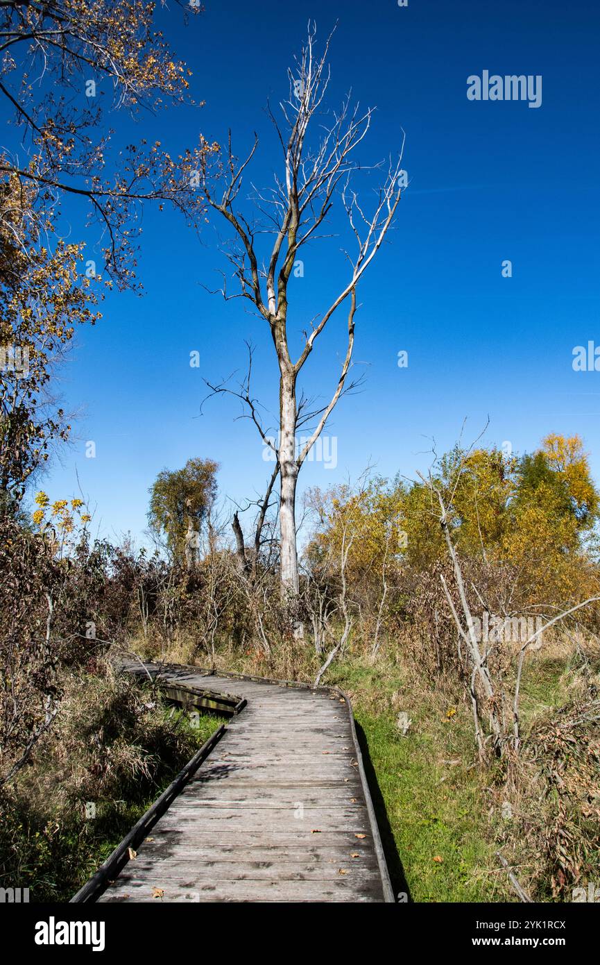 Sentier de promenade en bois à Delaurier Homestead au parc national de la pointe Pelée à Leamington, Ontario, Canada Banque D'Images