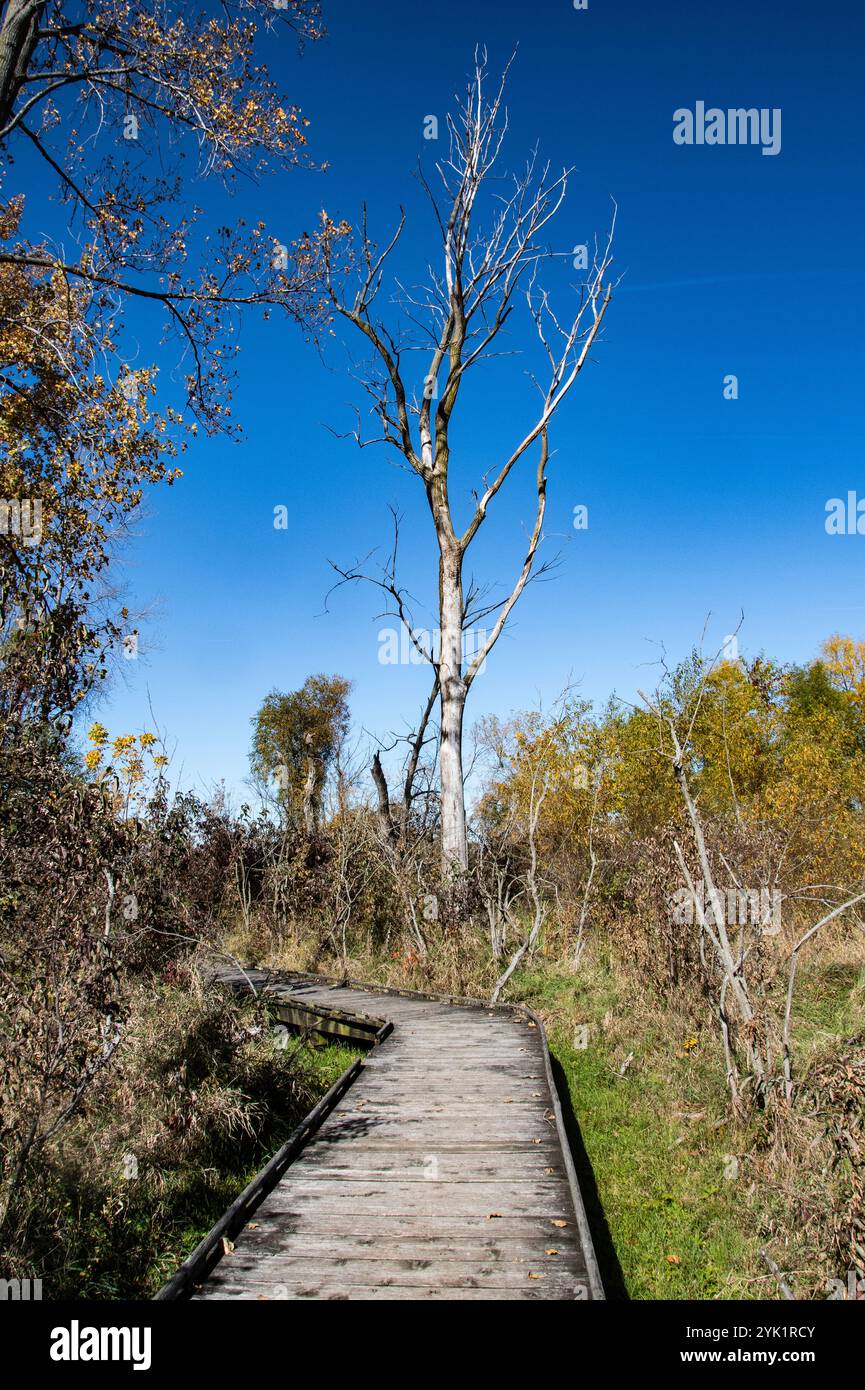 Sentier de promenade en bois à Delaurier Homestead au parc national de la pointe Pelée à Leamington, Ontario, Canada Banque D'Images