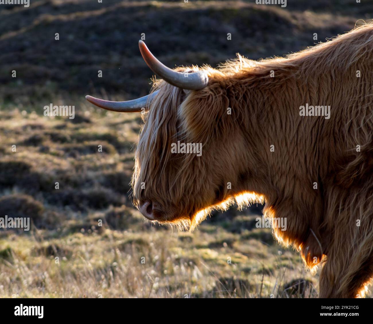 Highland Cow sur l'île de Skye, en Écosse Banque D'Images