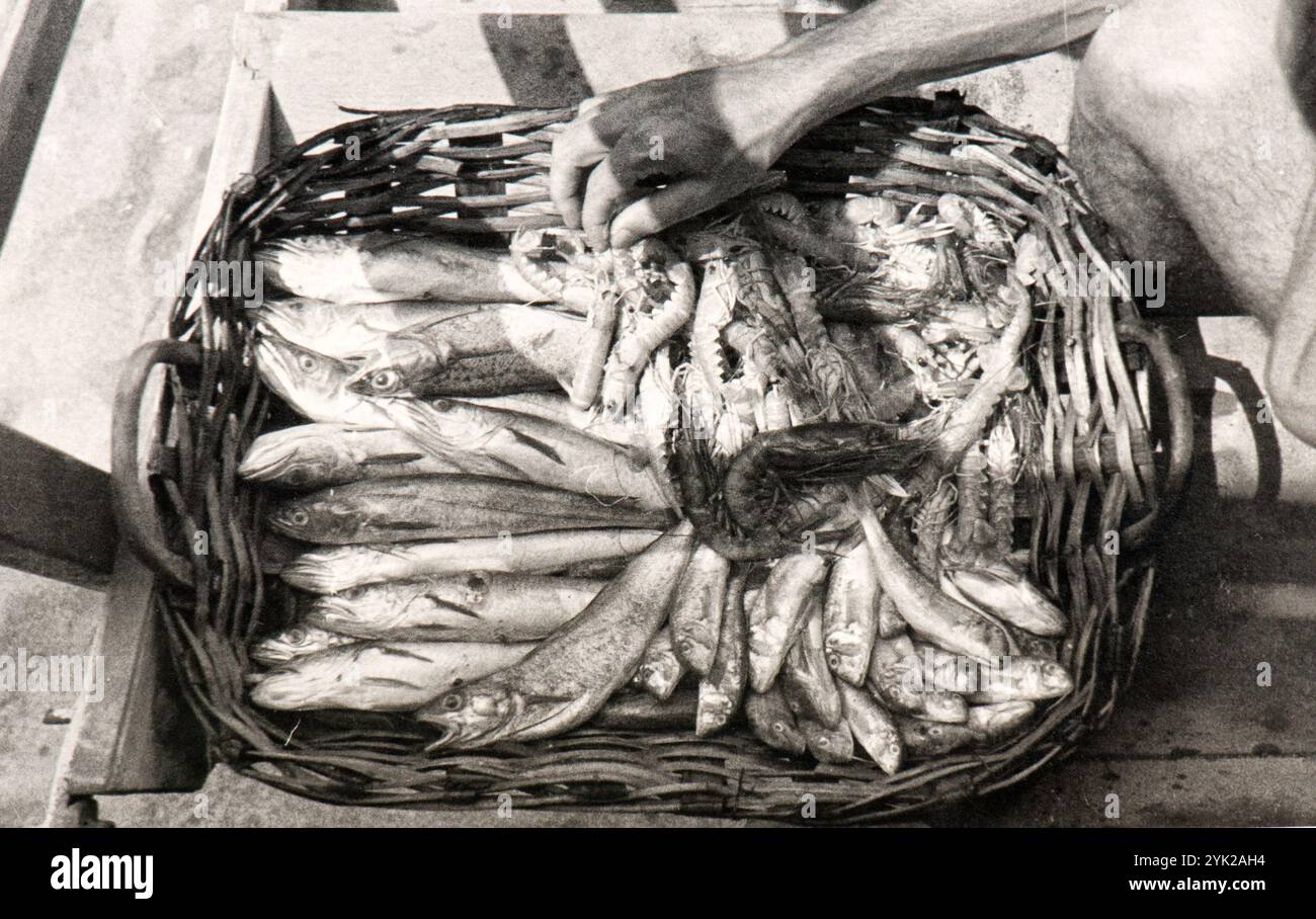 Un panier de fruits de mer pêché à Levanto, en Italie, au début des années trente Banque D'Images