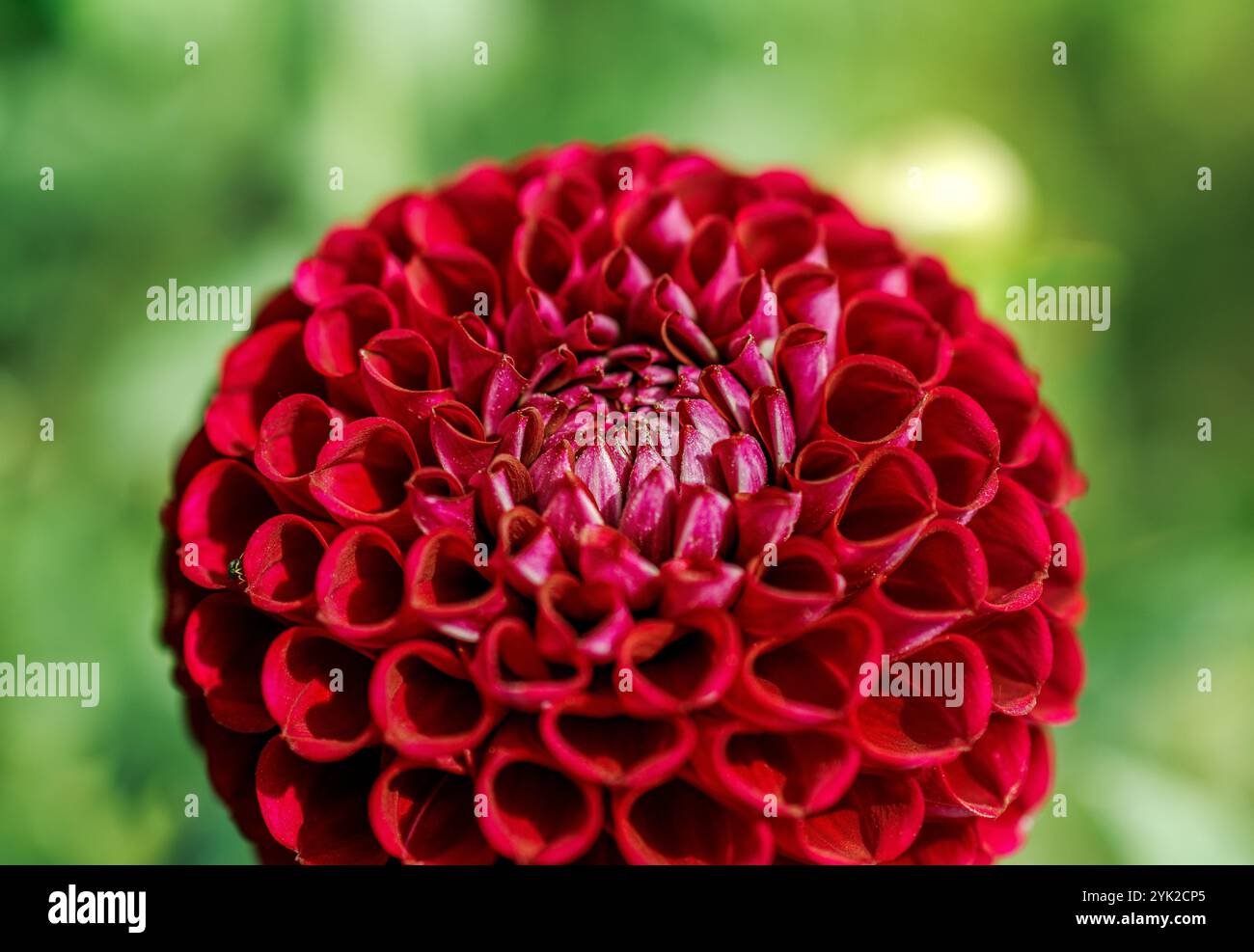 Gros plan d'une fleur de Dahlia rouge vibrante Banque D'Images