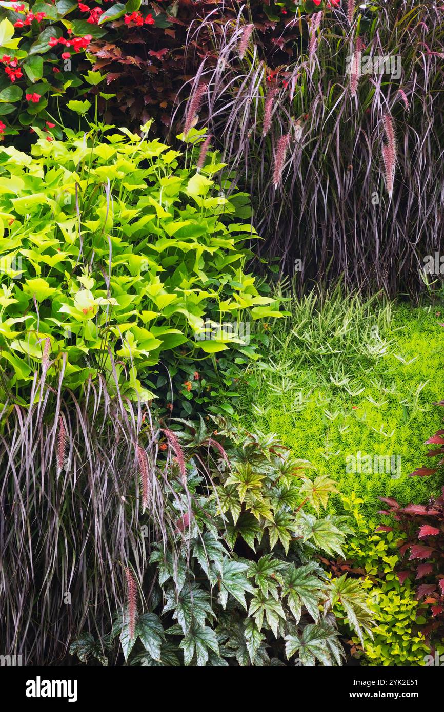 Mur de jardin vertical avec fleurs rouges de Begonia 'Dragon Wing', herbe vivace Pennisetum, Ipomoea batatas - patate douce, Sedum - plants de crevettes. Banque D'Images