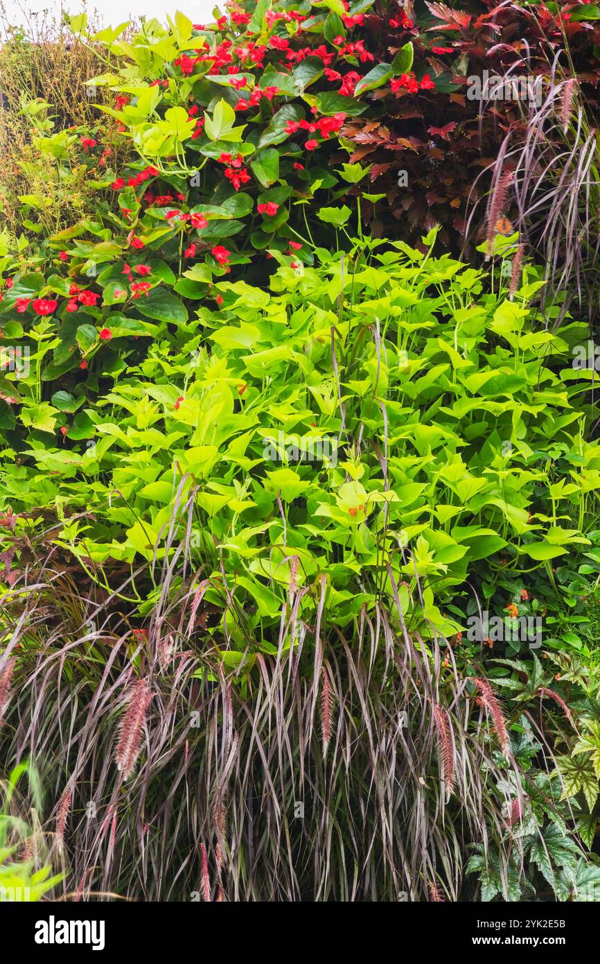 Mur de jardin vertical avec fleurs rouges de Begonia 'Dragon Wing', herbe vivace Pennisetum, Ipomoea batatas - plants de patates douces en été. Banque D'Images