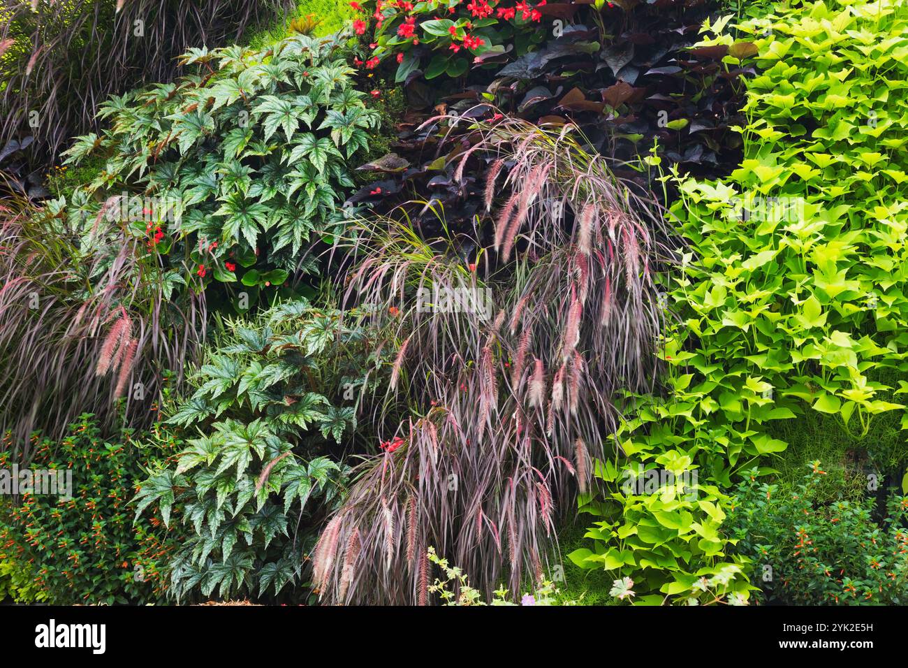 Mur de jardin vertical avec herbe vivace Pennisetum, fleurs rouges Begonia 'Dragon Wing', Ipomoea batatas - plantes de patates douces en été. Banque D'Images