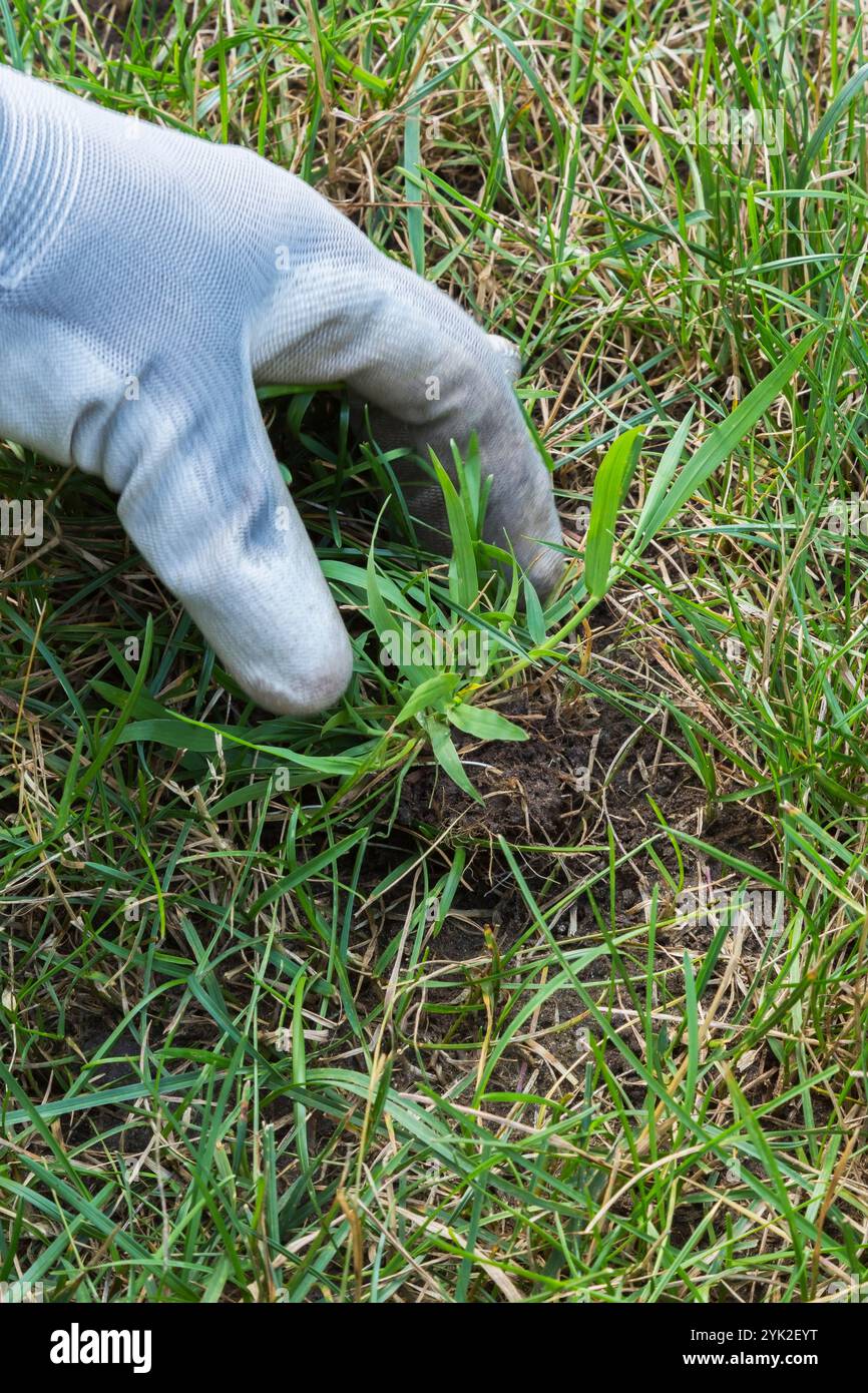 Main protégée par un gant enlevant la tache de Digitaria ciliaris - Crabgrass poussant dans Poa pratensis en détresse - pelouse de Bluegrass du Kentucky en été. Banque D'Images