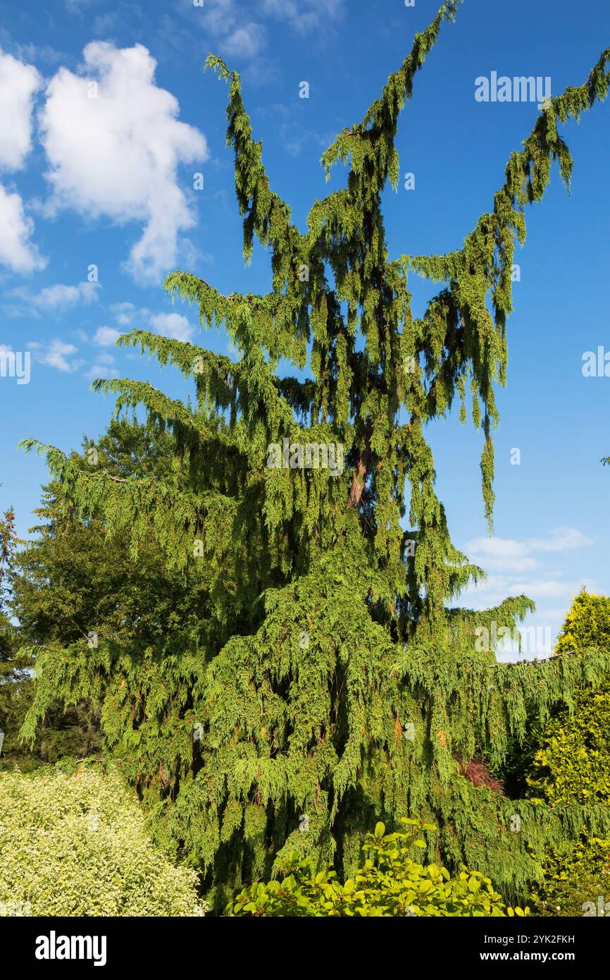 Chamaecyparis nootkatensis 'pendula' - faux cyprès arbre, Euonymus - arbre de broche treei, Juniperus - genévrier en bordure de paillis brun mixte en été. Banque D'Images