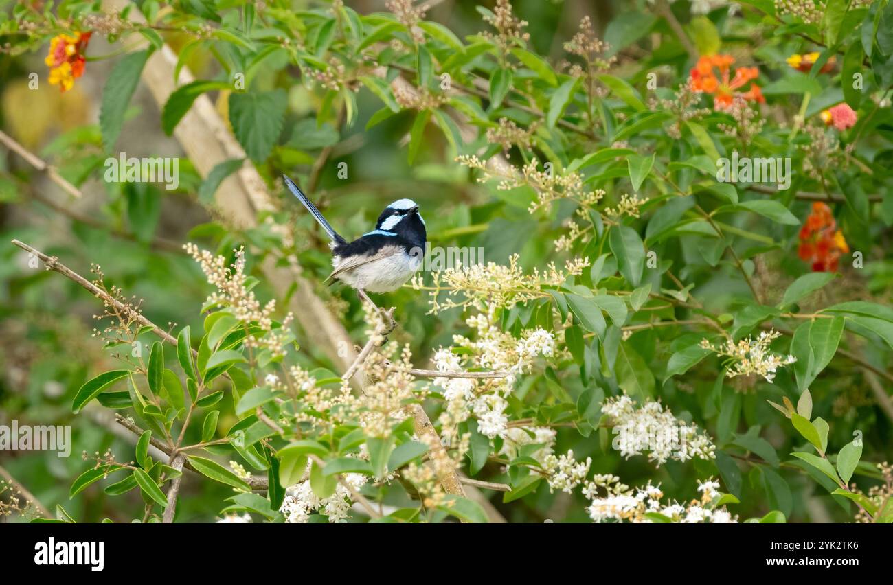 Superbe fée (Malurus cyaneus) un petit oiseau à longue queue qui est tenu armé. Sa queue est généralement bleue. Banque D'Images