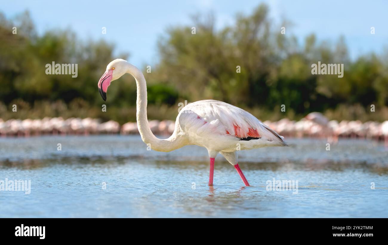 Vue latérale d'un flamant rose (Phoenicopteridae) pataugant dans l'eau, un groupe de flamants roses en arrière-plan, angle bas, 16:9 Banque D'Images