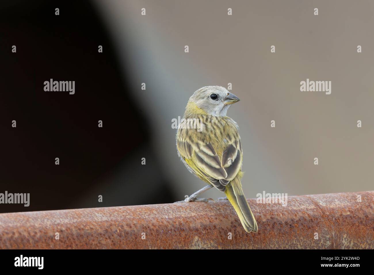 Magnifique mannequin safran (Sicalis flaveola) mâle perché sur un portail en métal Banque D'Images