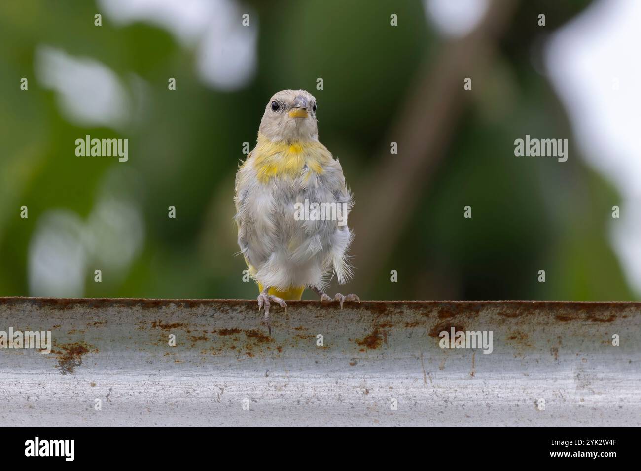 Magnifique mannequin safran (Sicalis flaveola) mâle perché sur un portail en métal Banque D'Images