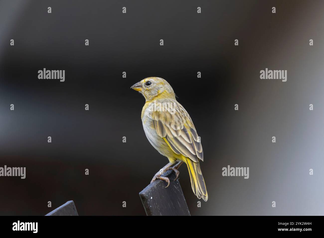 Magnifique mannequin safran (Sicalis flaveola) mâle perché sur un portail en métal Banque D'Images