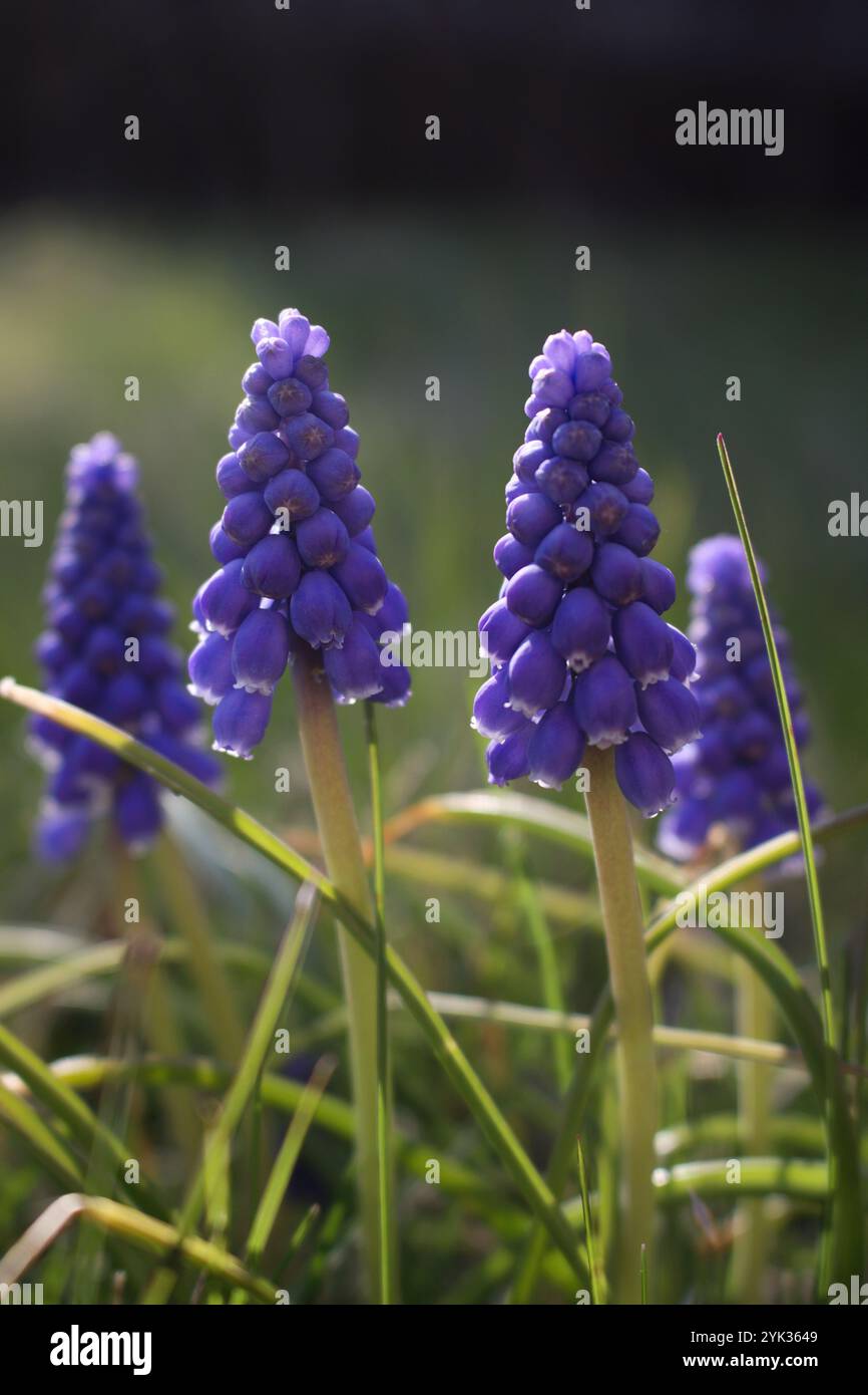 De minuscules fleurs violettes dans l'herbe Banque D'Images