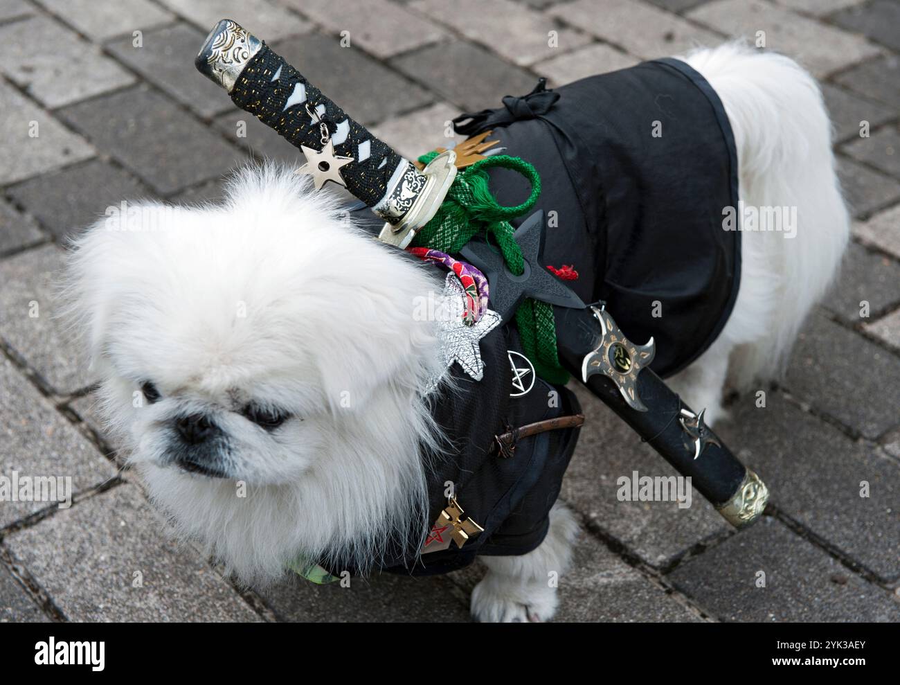 Petit chien blanc mignon habillé comme un samouraï avec une épée katana et une étoile de lancer shuriken. Banque D'Images
