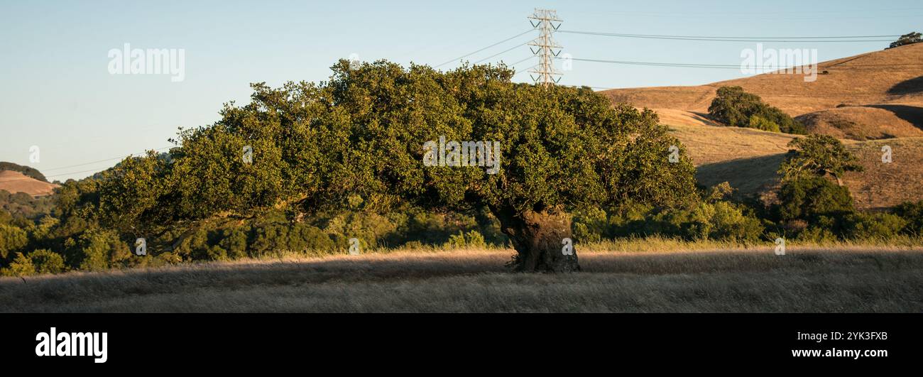 Des lignes électriques à haute tension et des tours piquent leur chemin à travers de nombreuses parties du parc régional Briones (http://www.ebparks.org/parks/briones) du district de parc régional d'East Bay de 6 255 acres dans le comté de Contra Costa, EN CALIFORNIE, tandis que le bétail Black Angus de l'éleveur Ned Woods paissent dans des troupeaux spacieux le vendredi 24 juillet 2015. Fonctionnant complètement « hors réseau », le département de l'Agriculture des États-Unis a fourni une subvention de partage des coûts au rancher Ned Woods pour installer des panneaux solaires pour alimenter une pompe de puits électrique qui tire l'eau de centaines de pieds sous la surface et pousse l'eau le long de miles de tuyau jusqu'à des centaines de frais de Banque D'Images