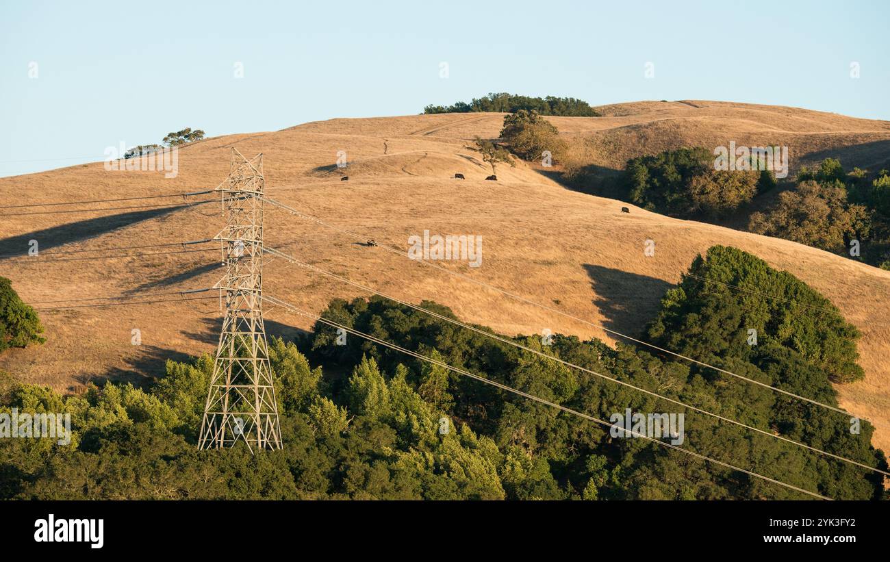 Des lignes électriques à haute tension et des tours piquent leur chemin à travers de nombreuses parties du parc régional Briones (http://www.ebparks.org/parks/briones) du district de parc régional d'East Bay de 6 255 acres dans le comté de Contra Costa, EN CALIFORNIE, tandis que le bétail Black Angus de l'éleveur Ned Woods paissent dans des troupeaux spacieux le vendredi 24 juillet 2015. Fonctionnant complètement « hors réseau », le département de l'Agriculture des États-Unis a fourni une subvention de partage des coûts au rancher Ned Woods pour installer des panneaux solaires pour alimenter une pompe de puits électrique qui tire l'eau de centaines de pieds sous la surface et pousse l'eau le long de miles de tuyau jusqu'à des centaines de frais de Banque D'Images