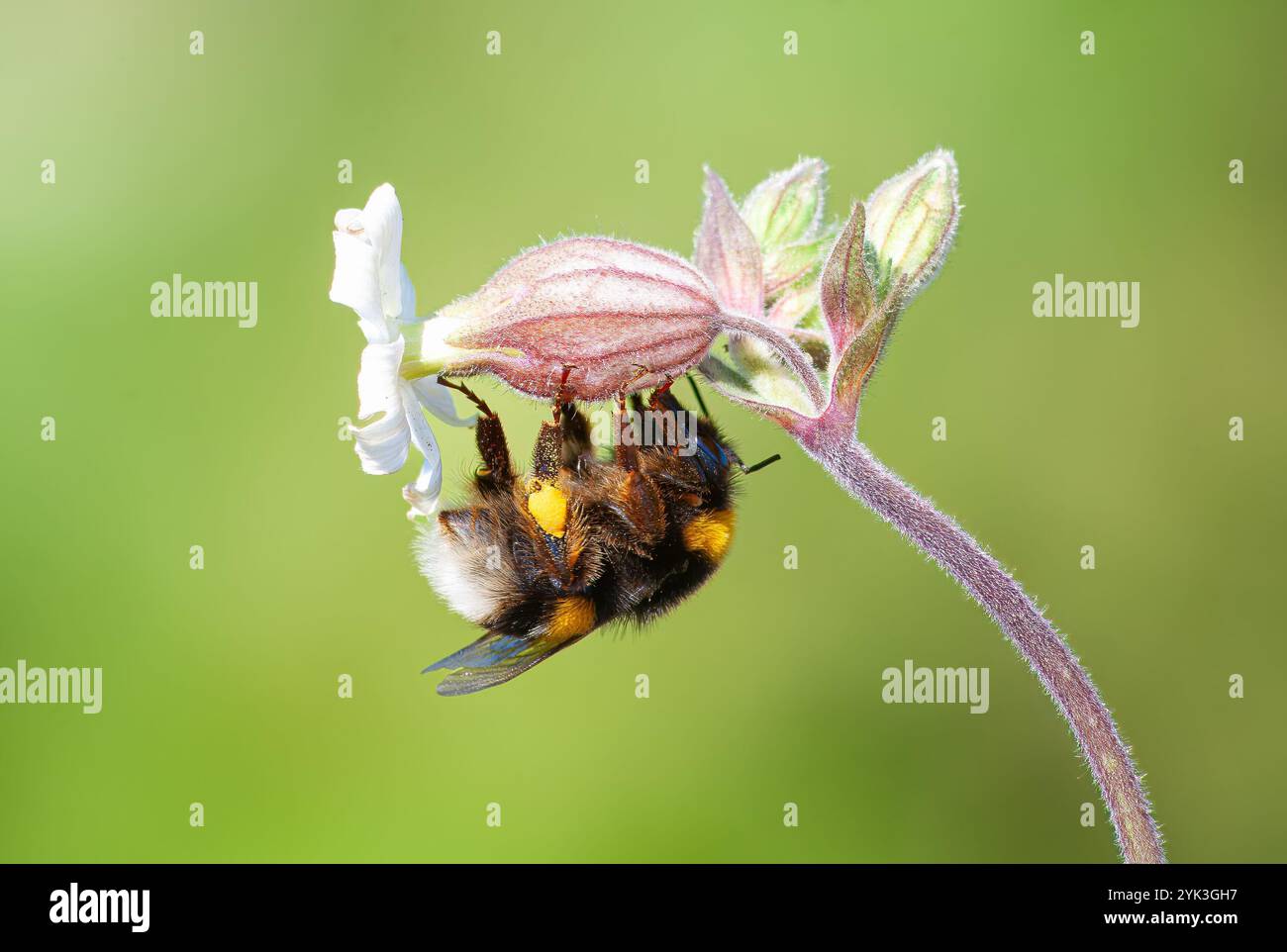 Bourdon de jardin avec le nom scientifique (Bombus hortorum). Un bourdon perché sur une fleur pour sucer le nectar. Banque D'Images
