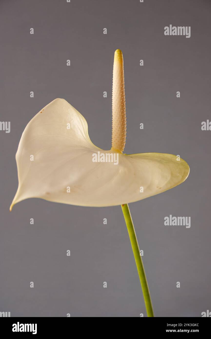 Pichet avec le nom scientifique (Zantedeschia aethiopica). Plante ornementale capturée avec un fond neutre. Banque D'Images