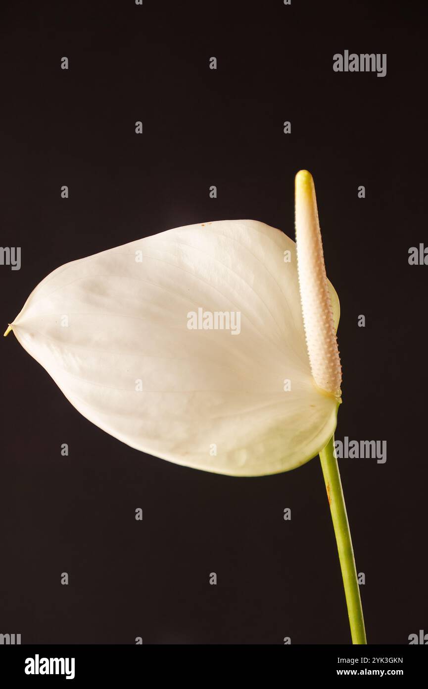 Pichet avec le nom scientifique (Zantedeschia aethiopica). Plante ornementale capturée avec un fond noir neutre. Banque D'Images