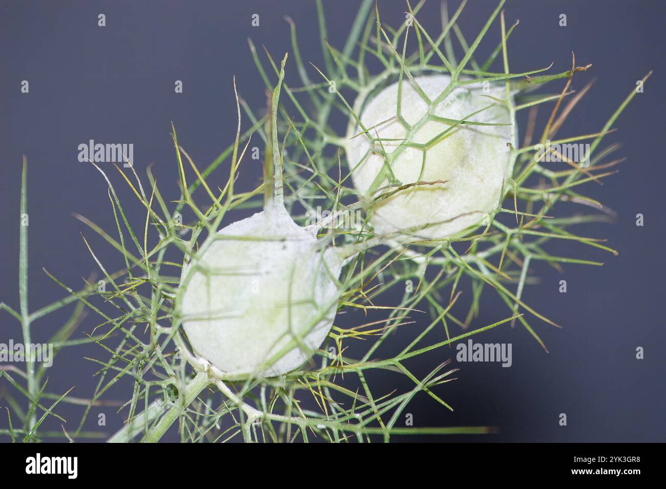 Nigella damascena, communément appelée Lady-between-greens ou Lady's finger. Plante avec une sorte de boule avec des filaments verts autour d'elle, avec un dos neutre Banque D'Images