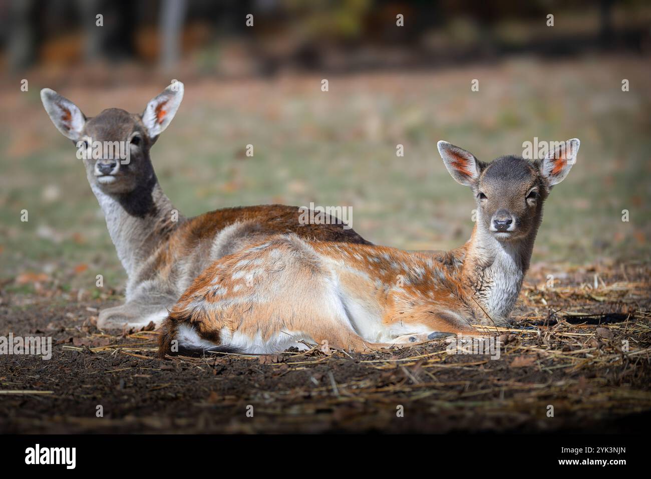 Deux jeunes cerfs en jachère debout ensemble dans un habitat naturel, présentant des caractéristiques délicates et des expressions douces (Dama dama) Banque D'Images