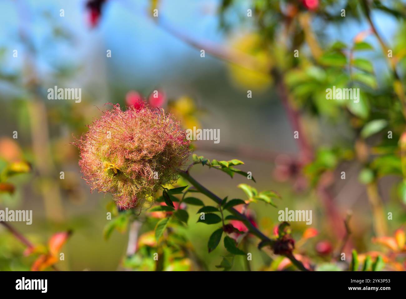 Rose Bedeguar Gall ou Robin’s PIN Cushion Banque D'Images