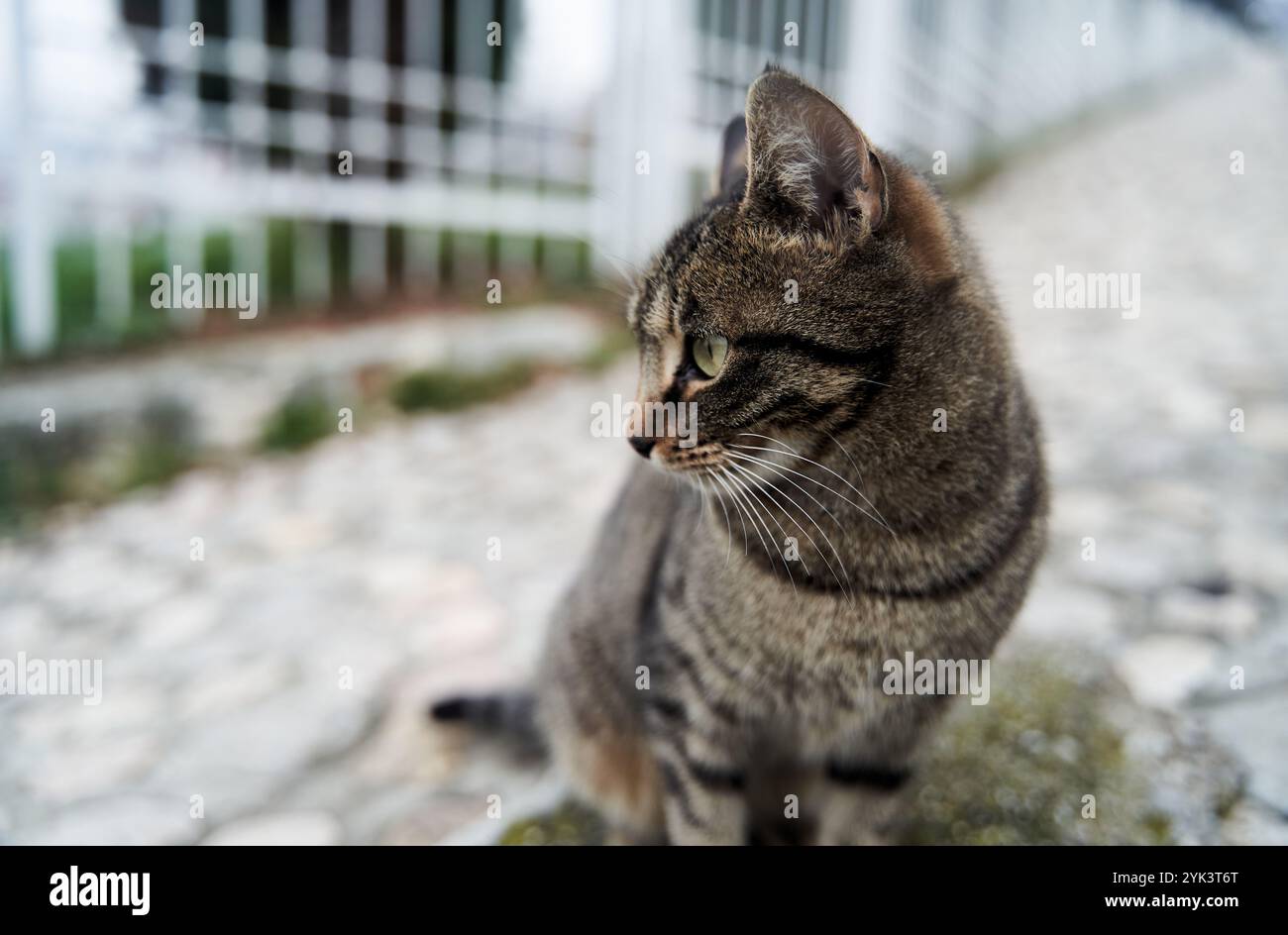 Gros plan d'un chat urbain gris Banque D'Images