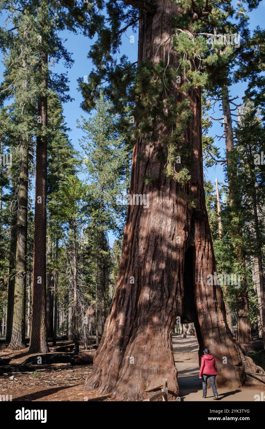 Femme marchant à travers l'arbre tunnel dans Mariposa Grove des séquoias géants dans le parc national de Yosemite, Californie Banque D'Images
