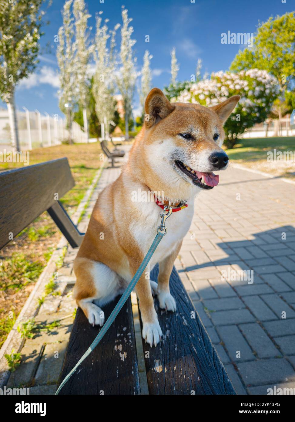 Portrait d'un chien Shiba Inu assis sur un banc dans un parc par une journée ensoleillée d'été. Banque D'Images