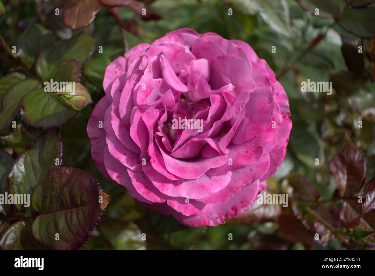 Rose floribunda mauve (cultivar 'Merci') en pleine floraison dans le jardin Banque D'Images
