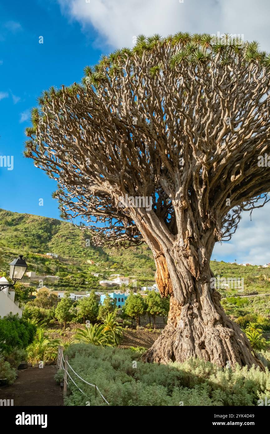 L'ancien Dragon Tree dans la ville d'Icod de los Vinos sur Tenerife, îles Canaries, Espagne Banque D'Images