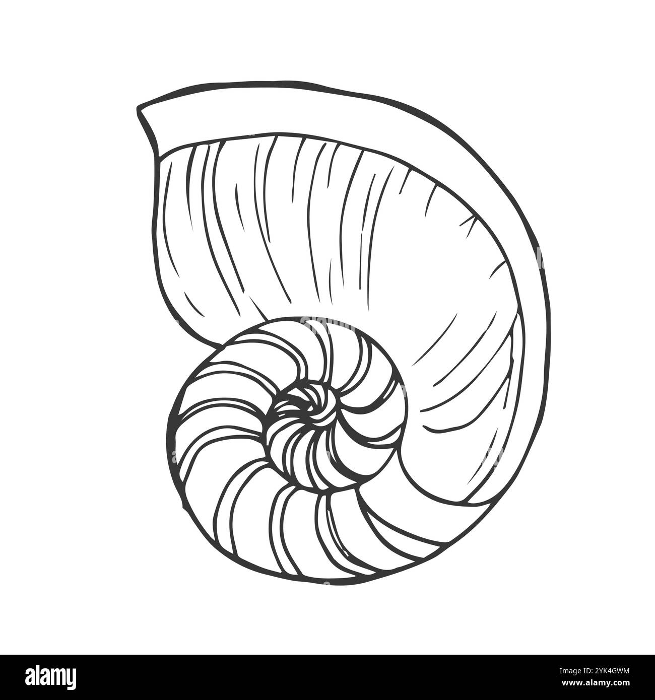 Ensemble de vecteurs de coquillages de mer dessinés à la main Illustration de Vecteur