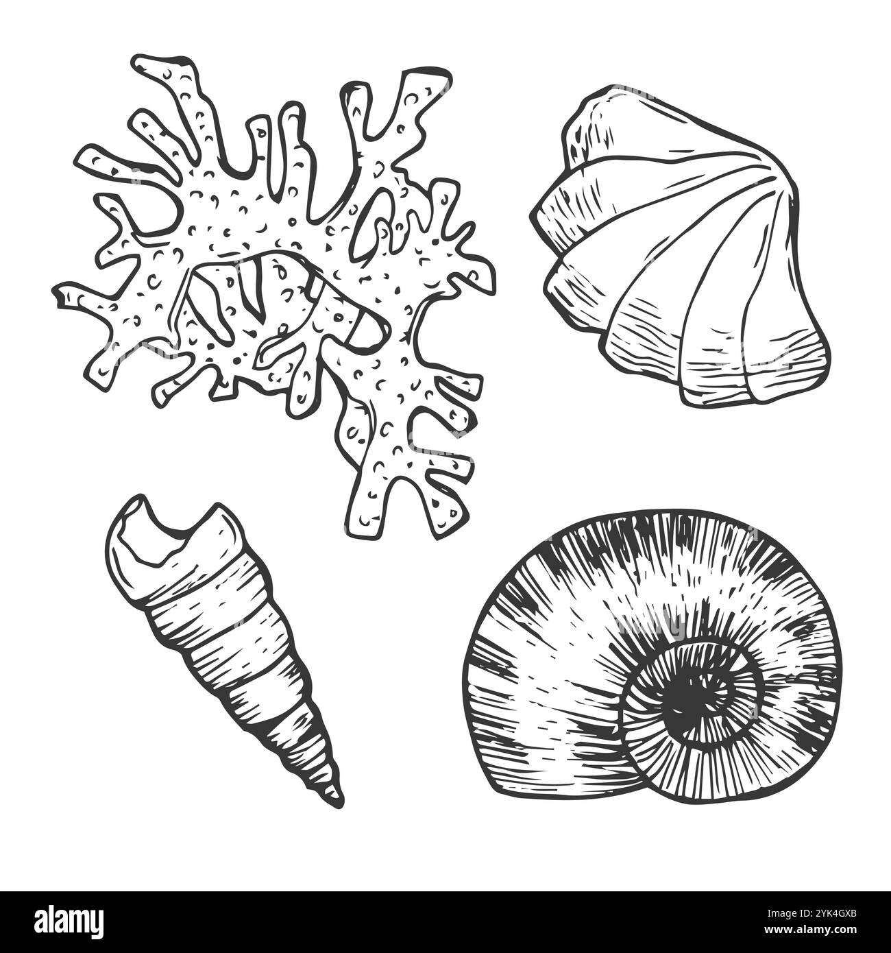 Ensemble de vecteurs coquillages. Illustration dessinée à la main sur fond blanc. Collection d'esquisses réalistes. Divers coquillages de mer de mollusques différentes formes, échin Illustration de Vecteur