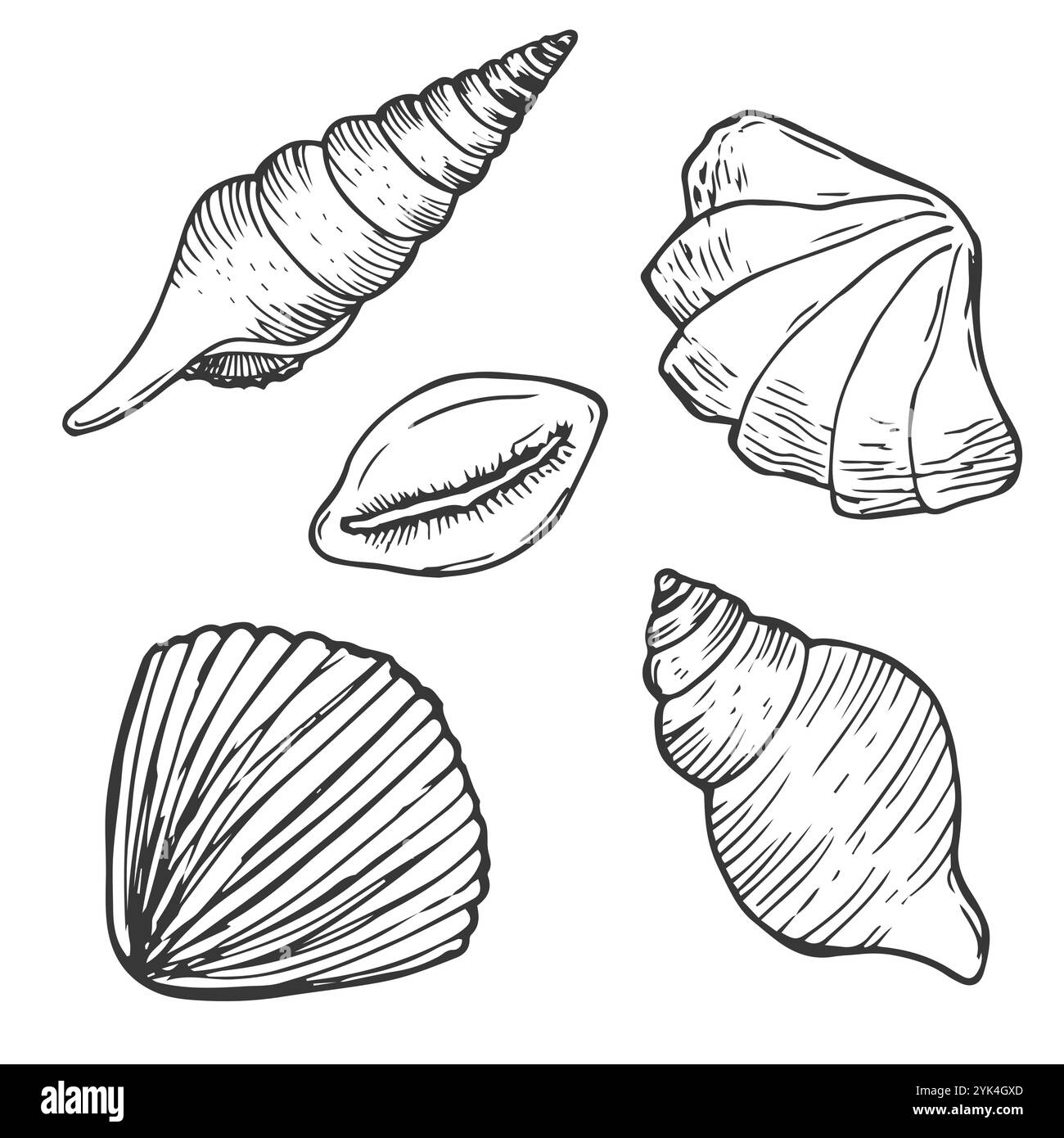 Ensemble de vecteurs coquillages. Illustration dessinée à la main sur fond blanc. Collection d'esquisses réalistes. Divers coquillages de mer de mollusques différentes formes, échin Illustration de Vecteur