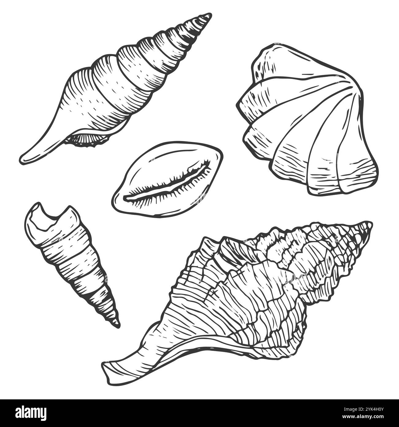 Ensemble de vecteurs coquillages. Illustration dessinée à la main sur fond blanc. Collection d'esquisses réalistes. Divers coquillages de mer de mollusques différentes formes, échin Illustration de Vecteur